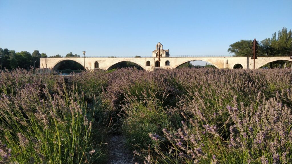 Câmp lavandă Avignon
